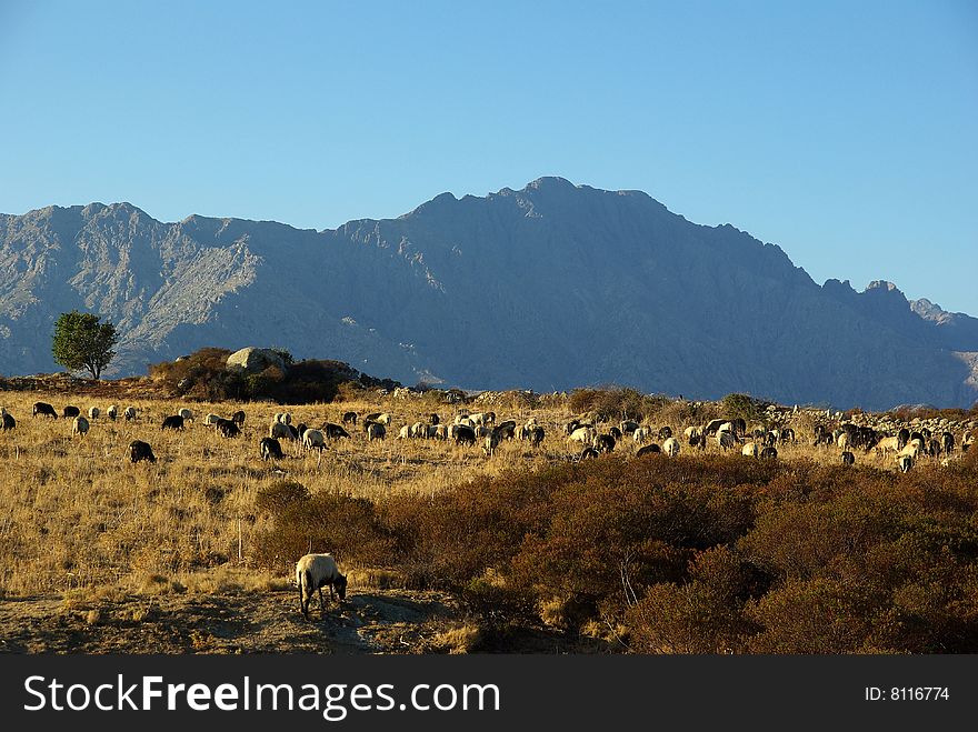 sheep in front of corsican mountain. sheep in front of corsican mountain