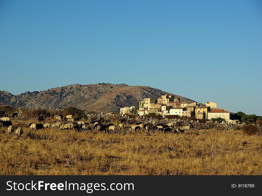 sheep in front of Corsican village. sheep in front of Corsican village