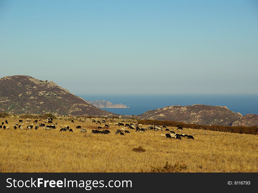 sheep in front of mediterranean sea. sheep in front of mediterranean sea