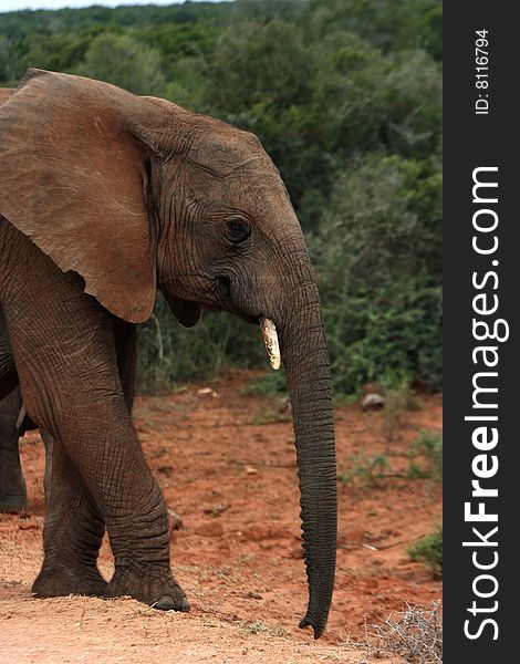 African elephant standing on red soil. African elephant standing on red soil