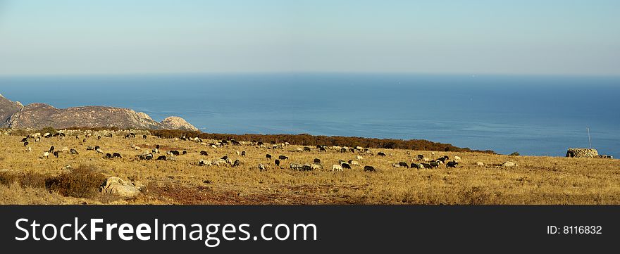 sheep in front of mediterranean sea. sheep in front of mediterranean sea