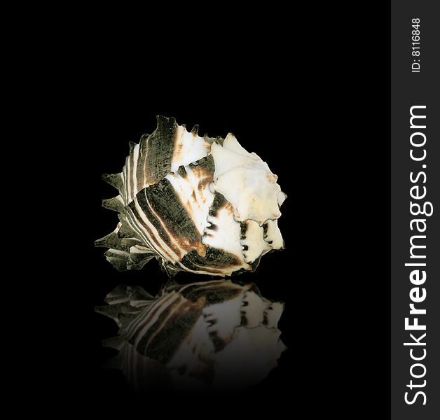 Sea shell with mirrored reflection against black background