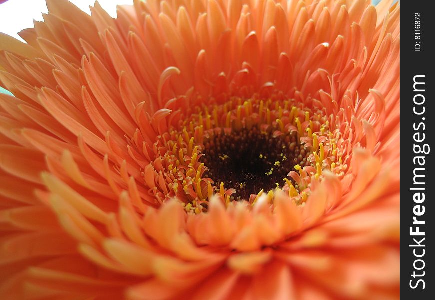 A macro image of an orange flower. A macro image of an orange flower.
