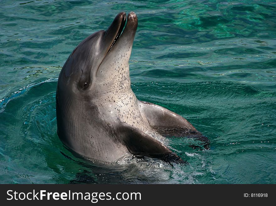 Dolphin playing in green water. Dolphin playing in green water