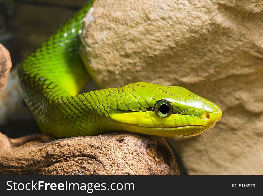 Young Red Tailed Racer (Gonyosoma oxycephala) - detail of head