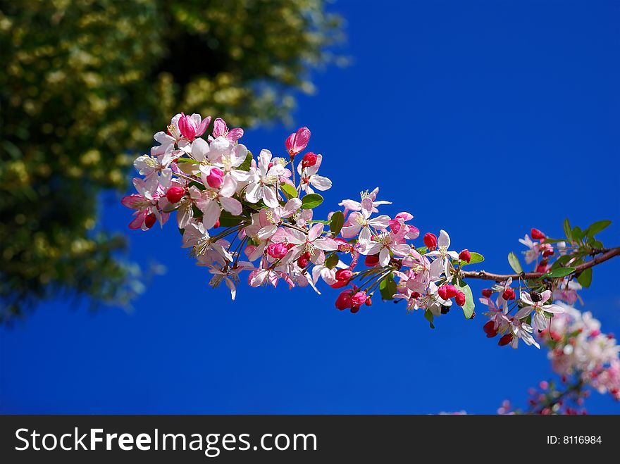 Cherry flowers against blue sky background