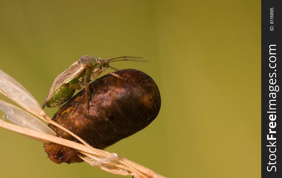Green bug eating a cocoon