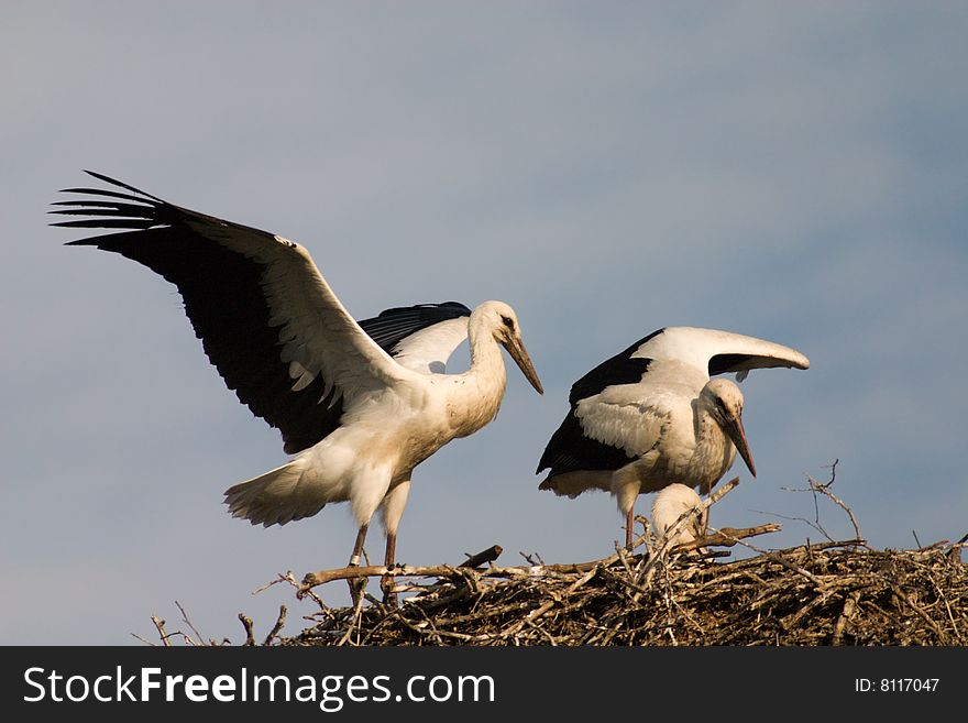 A white stork in his nest