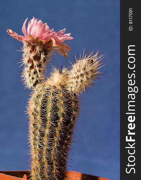Pink cactus flowers closeup shot