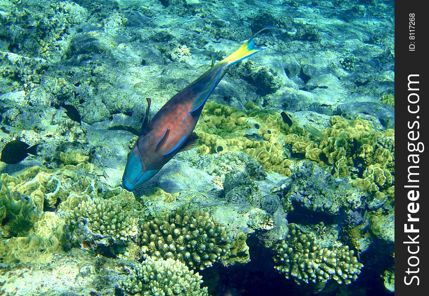 Fish eats a coral. Red Sea, Egypt