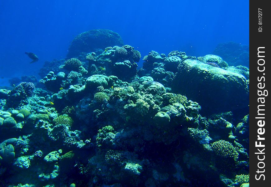 Colorful corals in the Red Sea, Egypt
