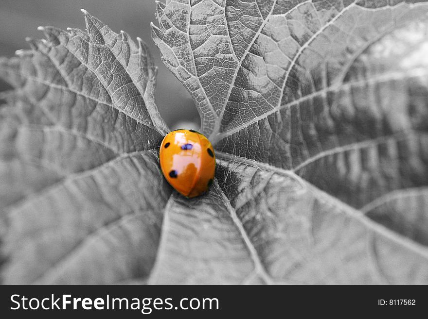 Ladybug on a leaf