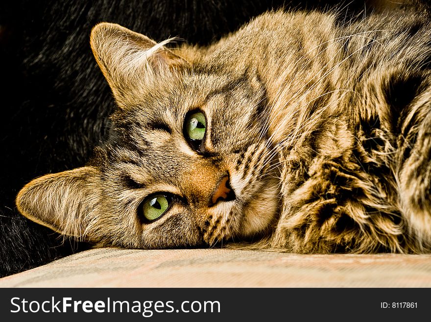 Pet cat staring into camera. Pet cat staring into camera.