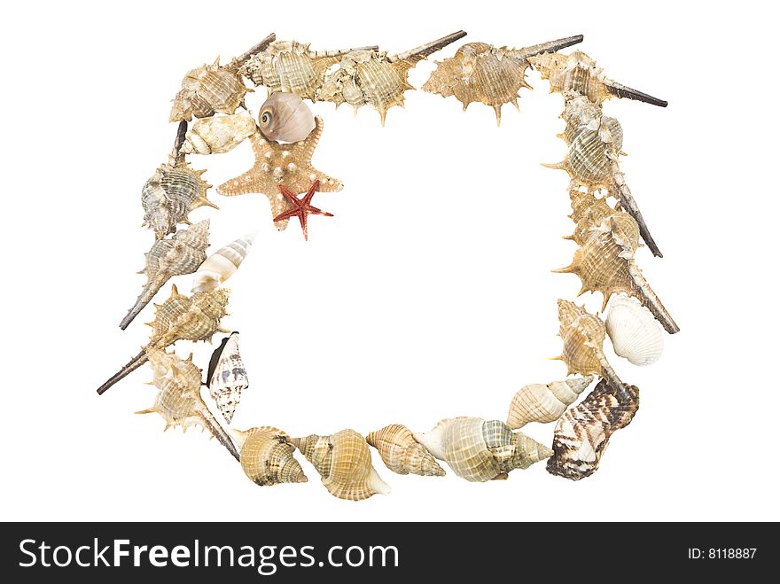 Shellfish and starfish frame isolated on white background ,copy space for text. Shellfish and starfish frame isolated on white background ,copy space for text