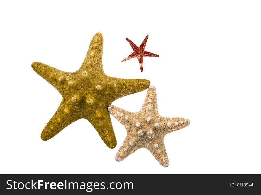 Three different starfish isolated on white background and copy space for text