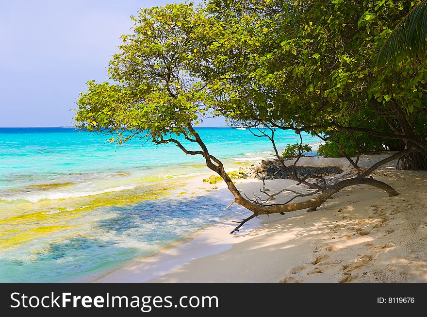 Tree on tropical beach, abstract nature background