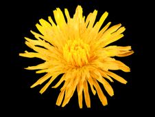 Dandelion Flower Stock Image