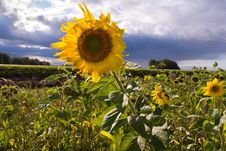 Bright Yellow Sunflowers Stock Image Bright Yellow Sunflowers Stock Image