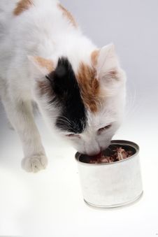 Hungry Cat Stock Image
