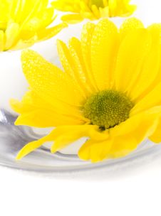 Yellow Flowers Closeup Stock Photography