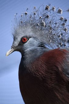 Victoria Crowned Pigeon Royalty Free Stock Image Victoria Crowned Pigeon Royalty Free Stock Image