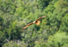 Red Kite Royalty Free Stock Photos Red Kite Royalty Free Stock Photos