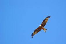 Red Kite Stock Photos Red Kite Stock Photos
