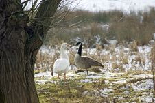 Geese In The Snow Stock Photography Geese In The Snow Stock Photography
