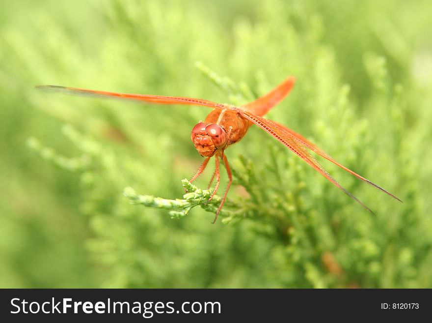 Red-Orange Dragonfly on Green Juniper