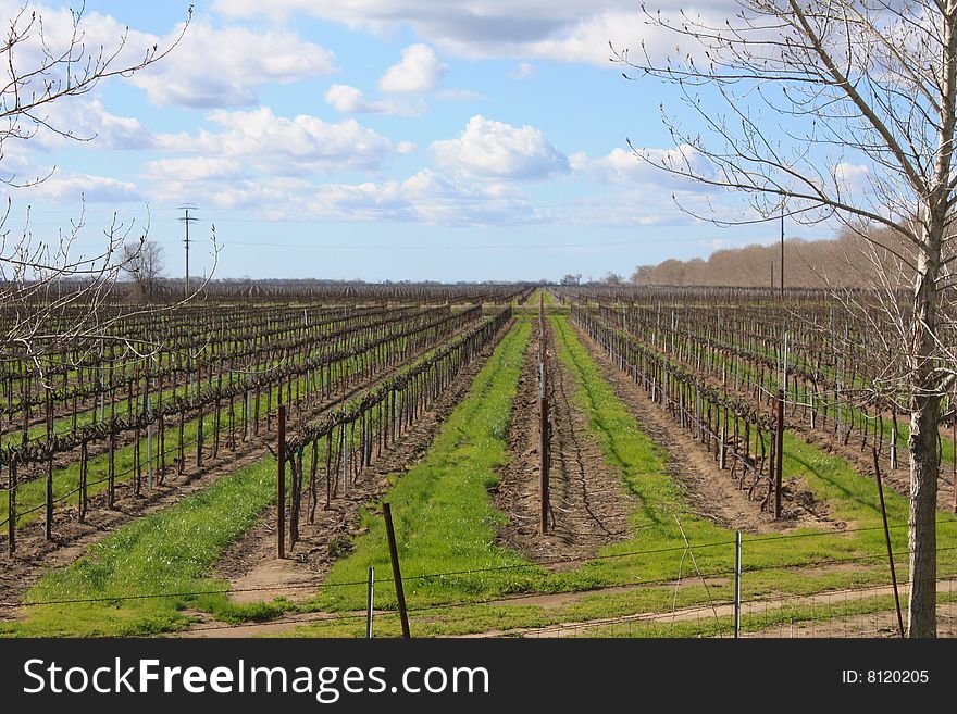 Field of Grape vines in winter. Field of Grape vines in winter.