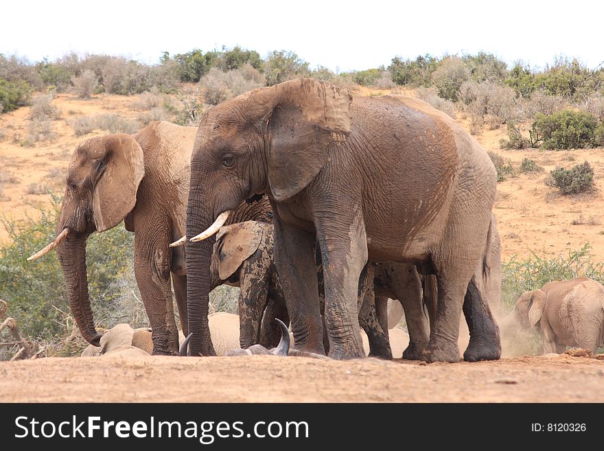 Two bull elephants with a young calf in between