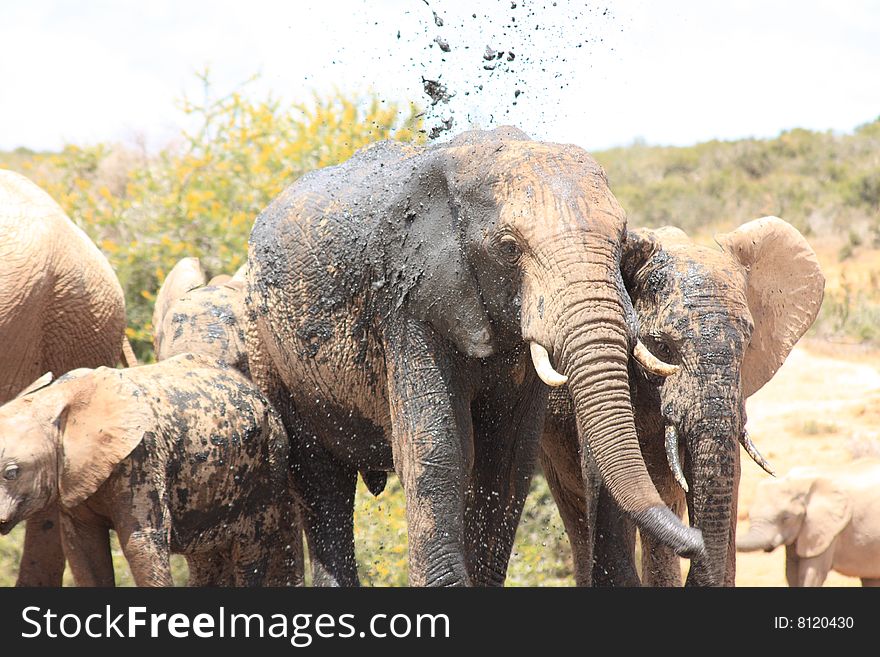 A herd of elephants playing in the mud. A herd of elephants playing in the mud
