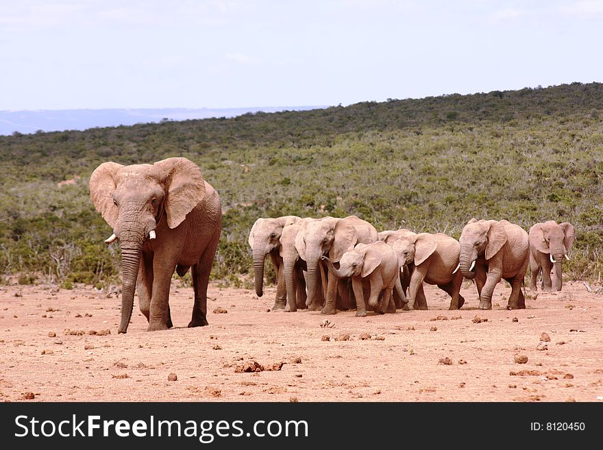 A herd of elephants walking to a waterhole