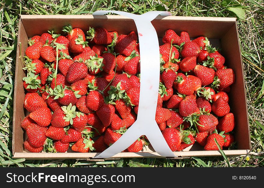 A box of freshly picked strawberries. A box of freshly picked strawberries