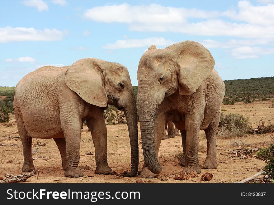 Two female elephants, or cows, standing very close to each other under a blue sky. Two female elephants, or cows, standing very close to each other under a blue sky