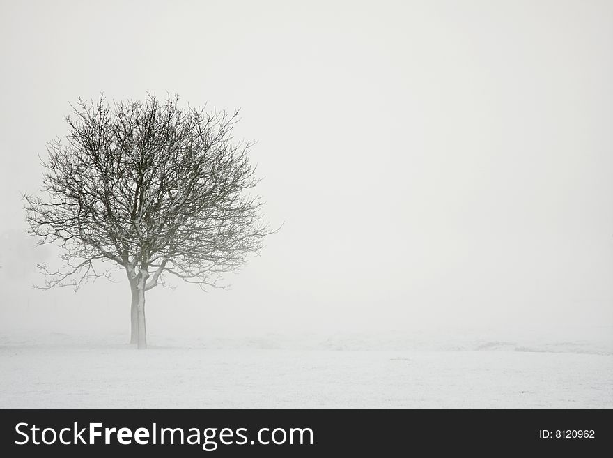 Lonely tree in a white landscape. Lonely tree in a white landscape
