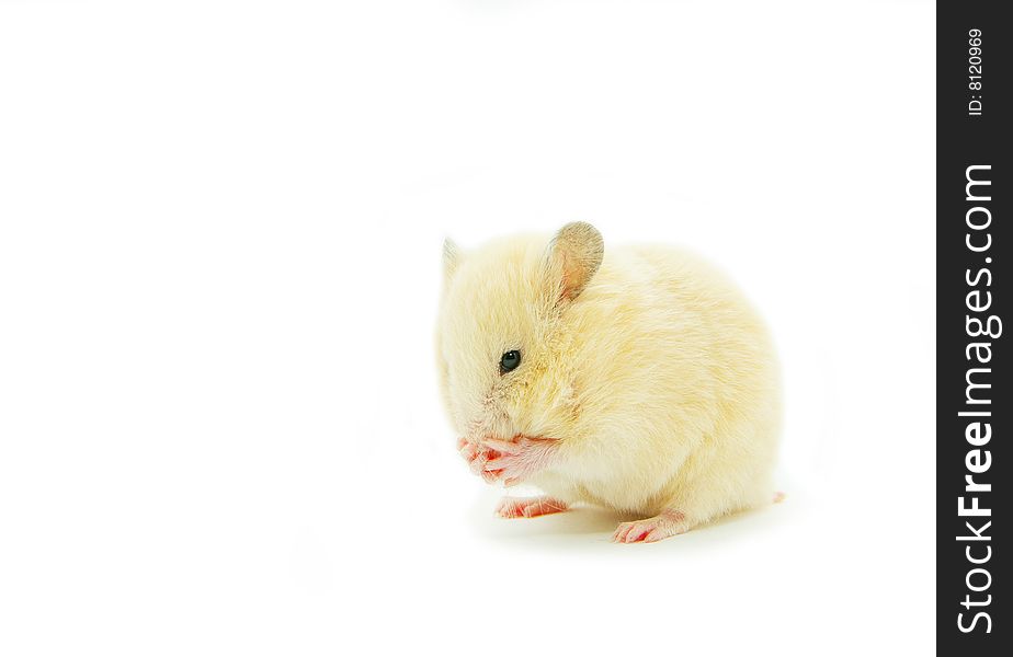 Hamster in front of a white background