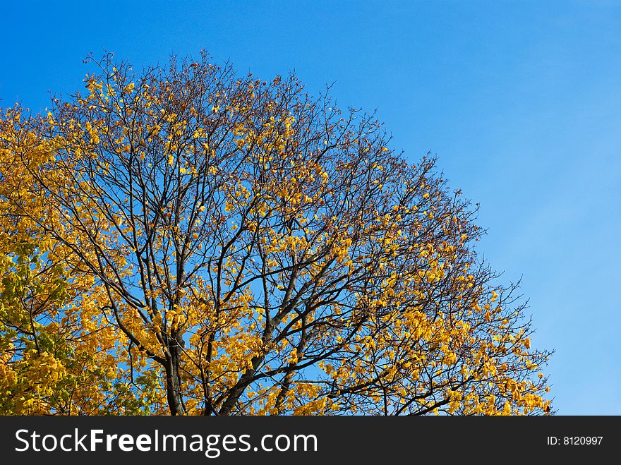 Autumn foliage against the sky