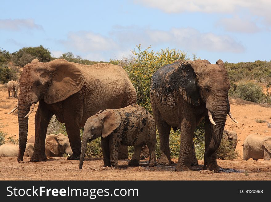 Three elephants playing near a waterhole and getting all muddy. Three elephants playing near a waterhole and getting all muddy