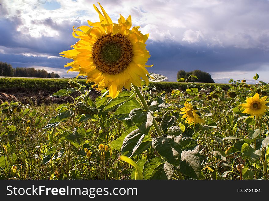 Bright Yellow Sunflowers