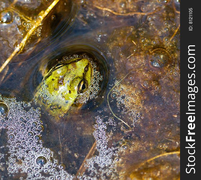 Frog waiting on an insect to catch