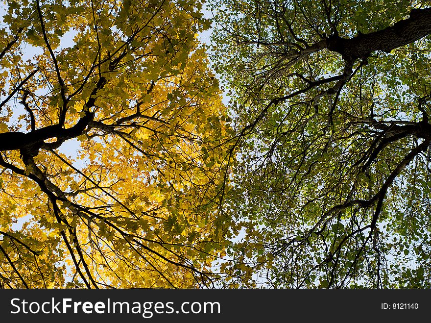 Autumn fall crown of a tree