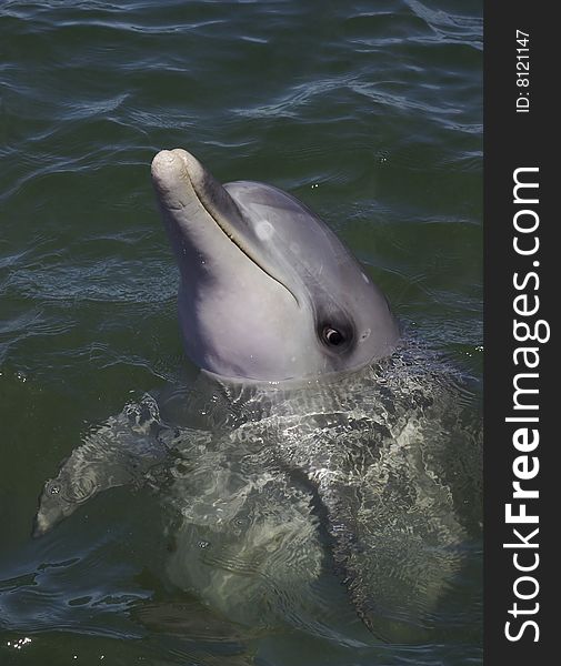 A Bottlenose Dolphin with its'head out of the water.