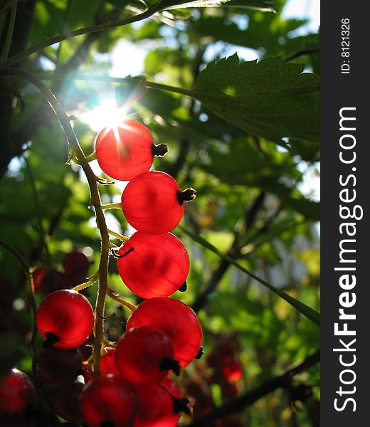 Red currant lit by sun rays closeup. Red currant lit by sun rays closeup