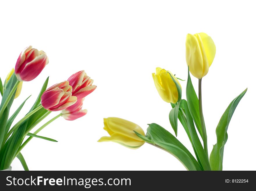 Bouquet of red and yellow tulips on white background