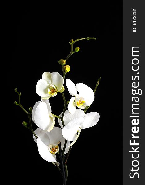 Flowers arrangement over black background