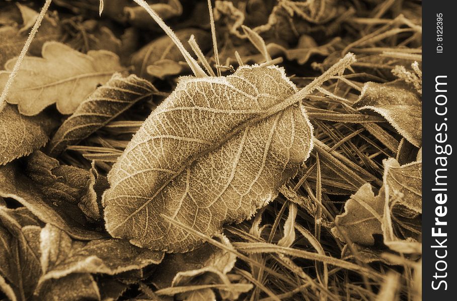Frosted leaf, winter in Germany