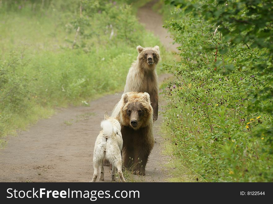 SONY DSC
Two bears in a habitat of dwelling, have met a dog. Kamchatka. SONY DSC
Two bears in a habitat of dwelling, have met a dog. Kamchatka