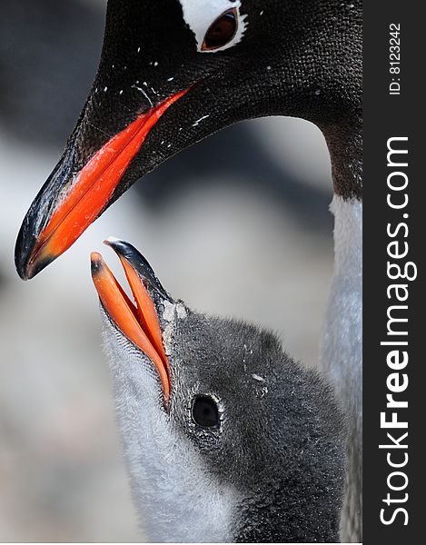 Penguin Chick watching Penguin Mom and waiting to be feed.The picture was taken in Antarctica,Aitcho Island. Penguin Chick watching Penguin Mom and waiting to be feed.The picture was taken in Antarctica,Aitcho Island.