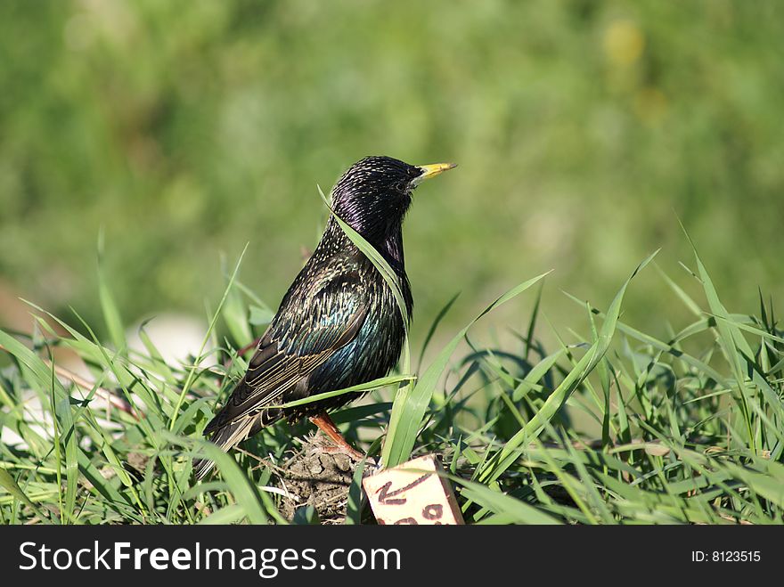 A black bird stands in some long grass.